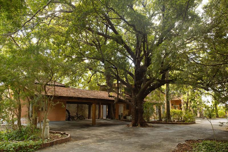 Árbol grande sobre la cochera